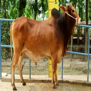 Male - Bull (ষাঁড়)